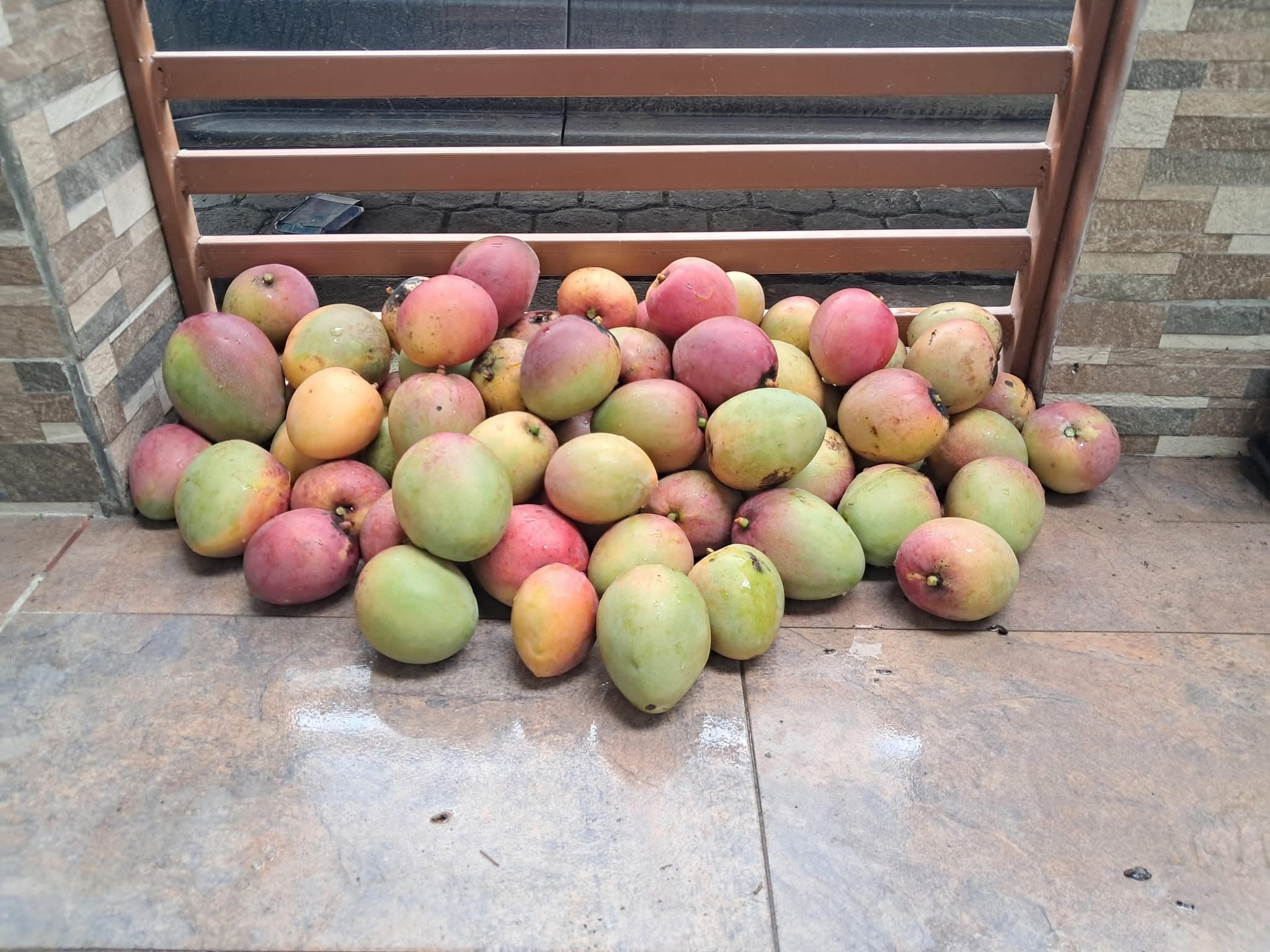 Premium Quality Farmed Mango