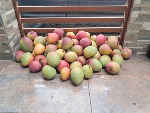 Premium Quality Farmed Mango