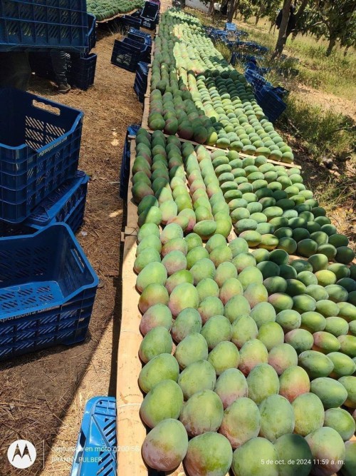 Premium Quality Farmed Mango